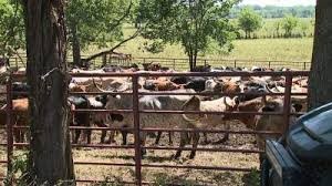 Cattle Moved to Higher Ground